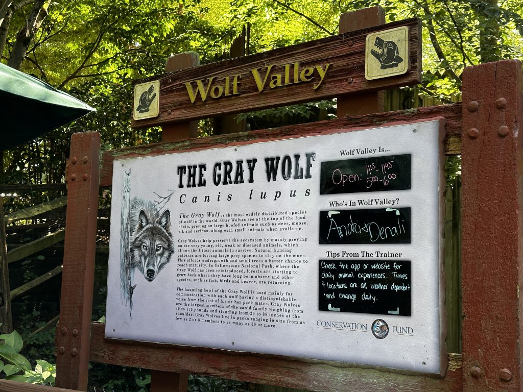 Gray Wolf Exhibit Busch Gardens Williamsburg | Carolina Blogging Travel